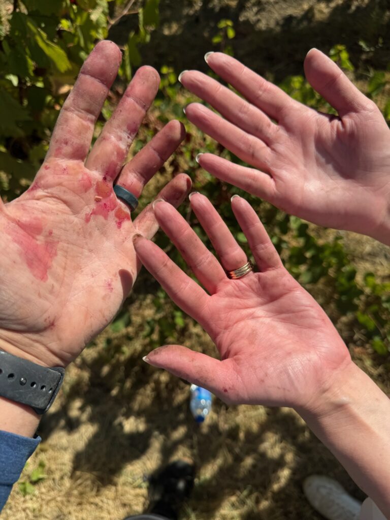 Couples dirty hands after an hour of grape harvesting in Douro Valley.